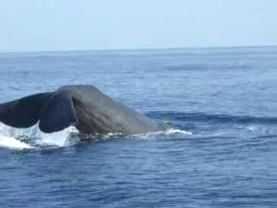 Baleine en méditerranée