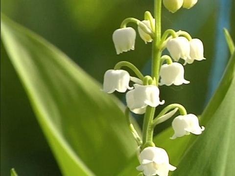 1er mai: La floraison précoce du muguet 2014 - 23/04