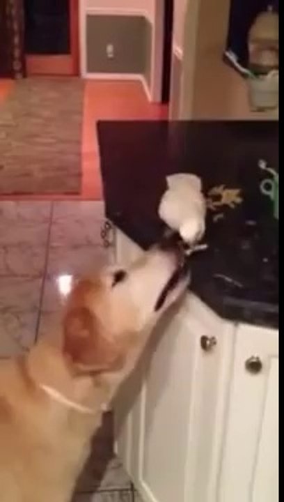 Kopek Besleyen Papagan Dailymotion Video