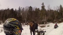 Snowmobile VS moose : animal attack!