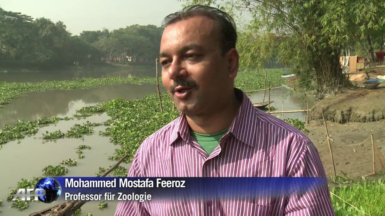 Putzige helfer: fischen mit ottern in bangladesch