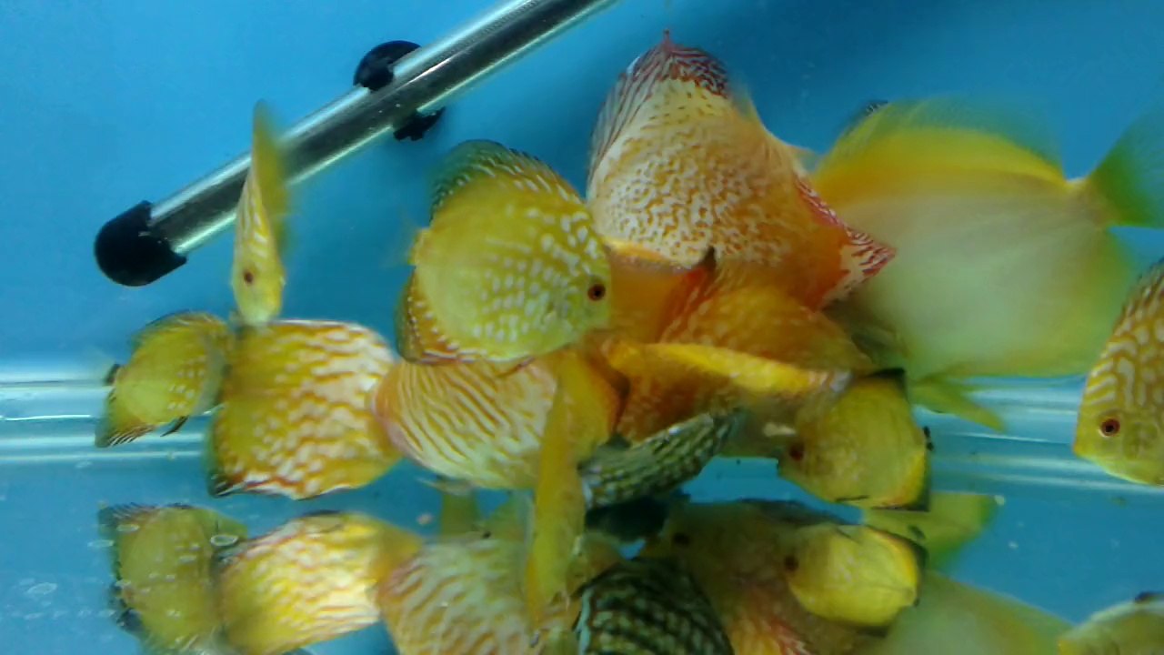 Butterfly Discus (3,5/4,5/5.5 Aylık ) yavrularım