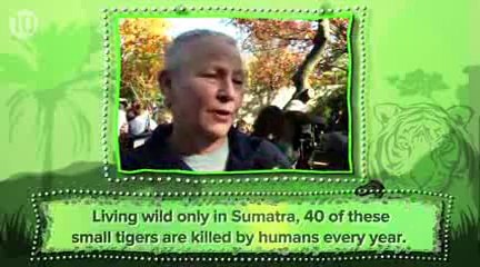 10 Animals That May Go Extinct In The Next 10 Years