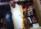 Dog Shows World That Animals Have Talent