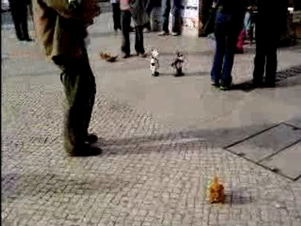 DOG MINI
