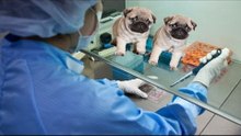 Korean cloning firm launches a competition for winning reproducing your dog for free