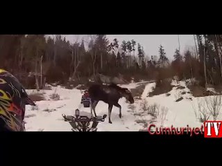 Öfkeli geyik yol kesip saldırdı