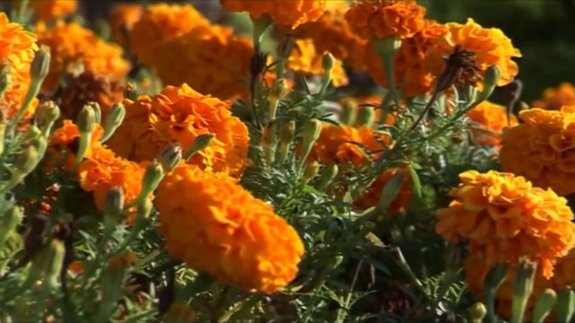 Belgesel Film 3 (Documantery Movie 3) : Karamürsel (Prainetos)