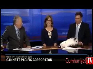 Canlı yayına getirilen tavşanlar öyle bir şey yaptı ki...