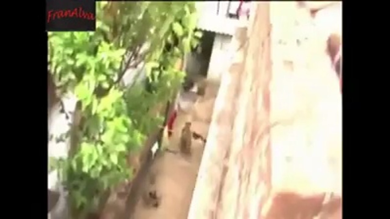 Big Cat (Tiger) attacked in India