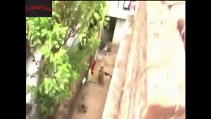 Big Cat (Tiger) attacked in India