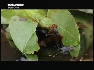 Kamuflaj Ustası | Yaprak Böceği