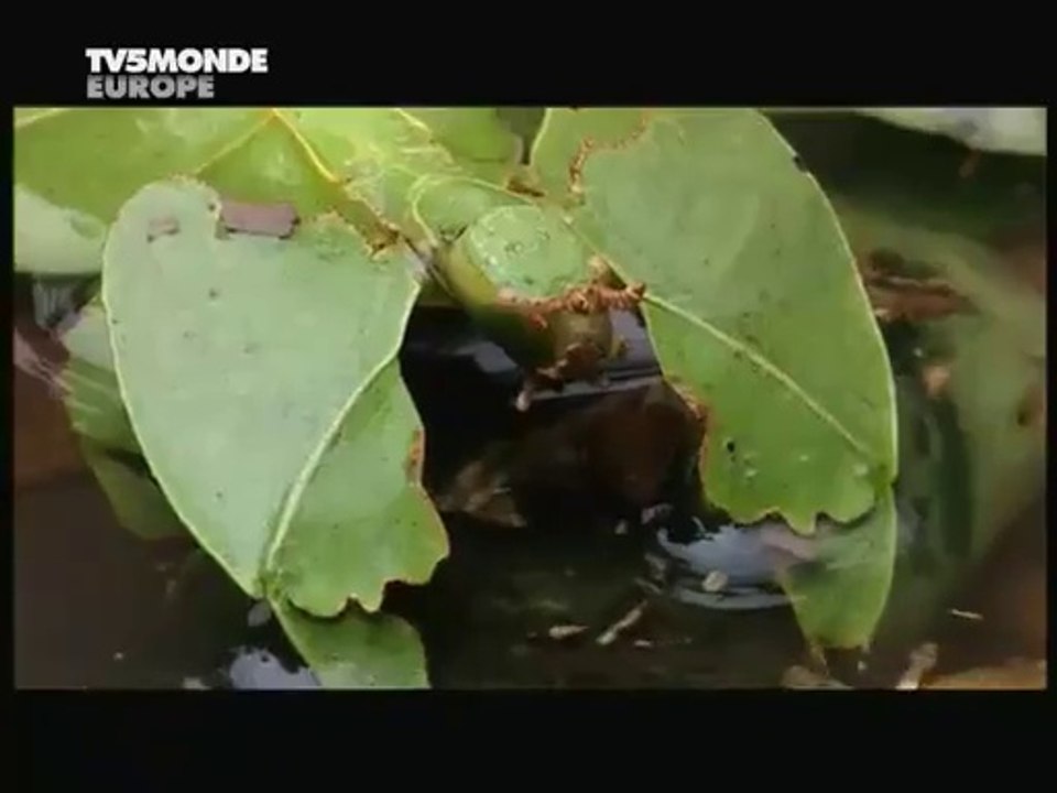 Kamuflaj Ustası | Yaprak Böceği