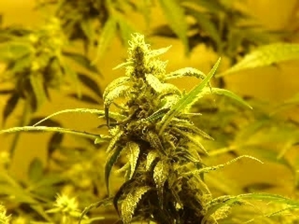 teknival  LSD   TEK'ART