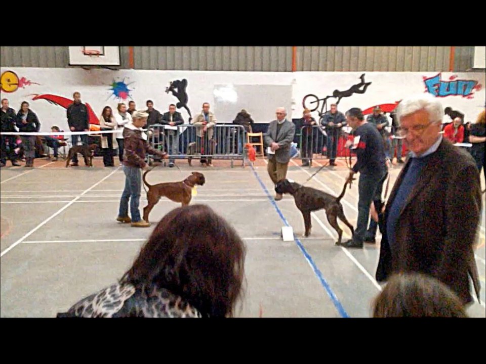 H'Ucello du Domaine de Bonne Fontaine CAJ Régionale d'Elevage de Bretagne 2014 (Quessoy)