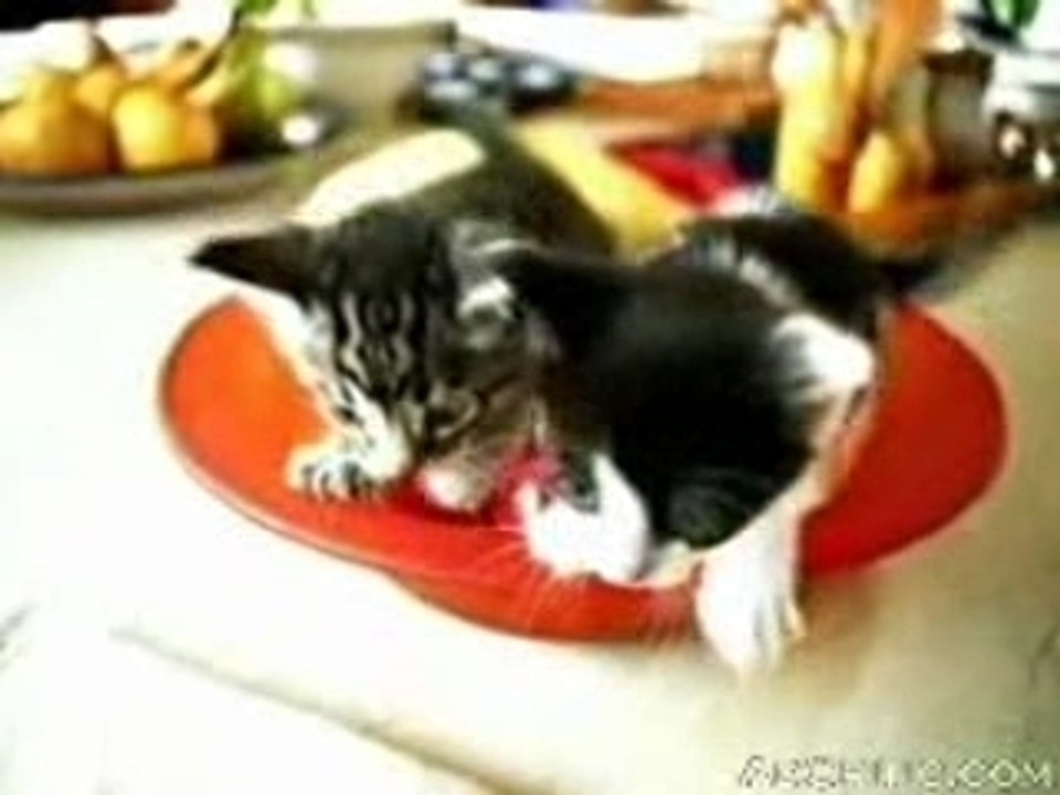 peta-bad-cats