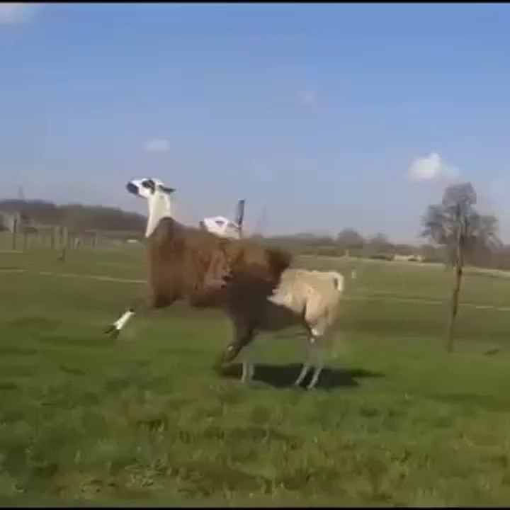 Lama - Party Up