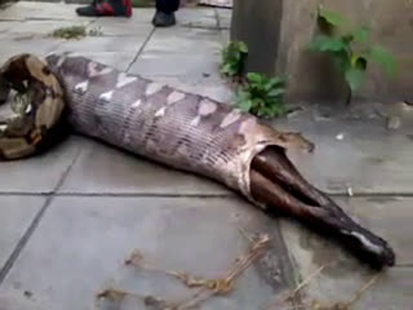 Vishnu Bhagat Reebok Anaconda Eating Cow Video Dailymotion