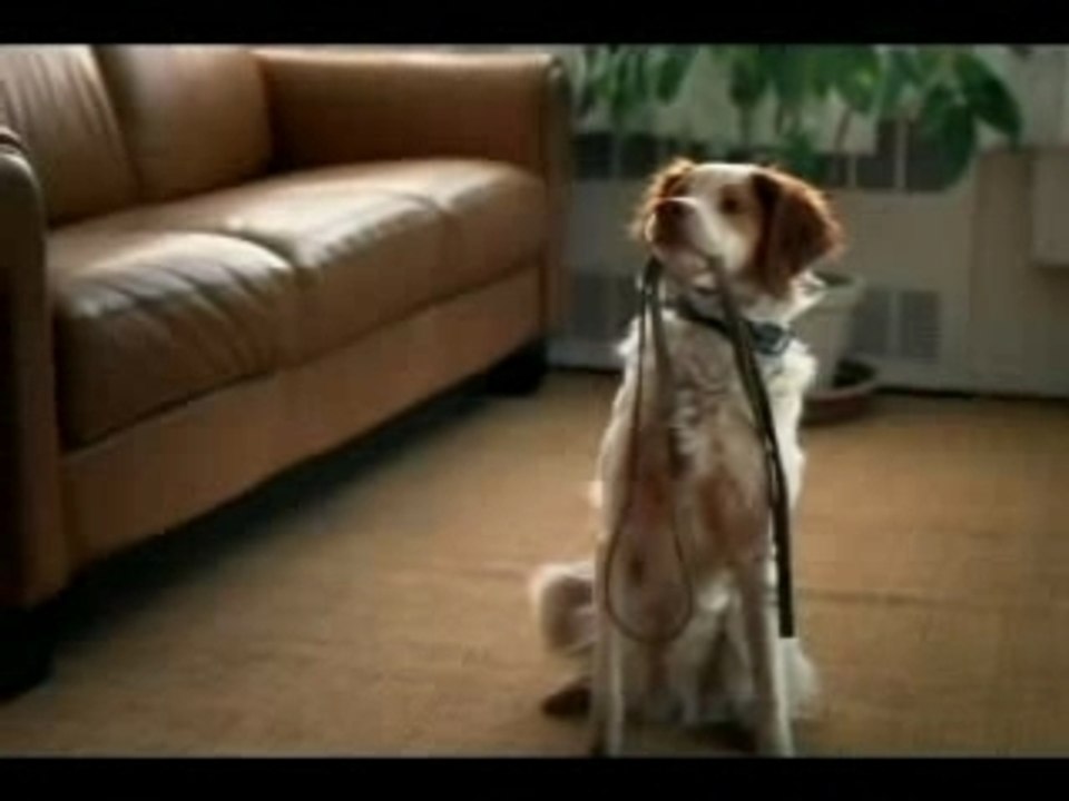 malin le chien
