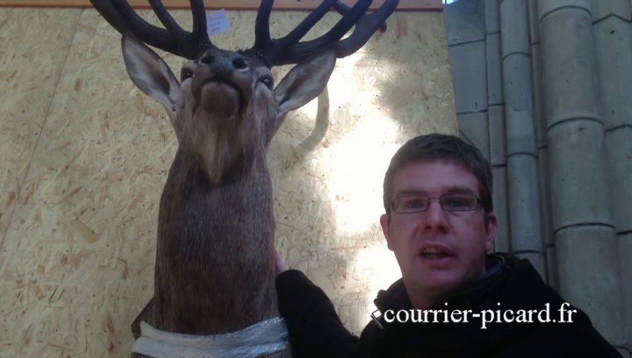 Exposition de trophées de cervidés dans l'Aisne