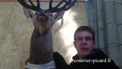 Exposition de trophées de cervidés dans l'Aisne