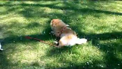 Caramel, Elysée et Gahya à l'étang de Frontmerle (Mougins)