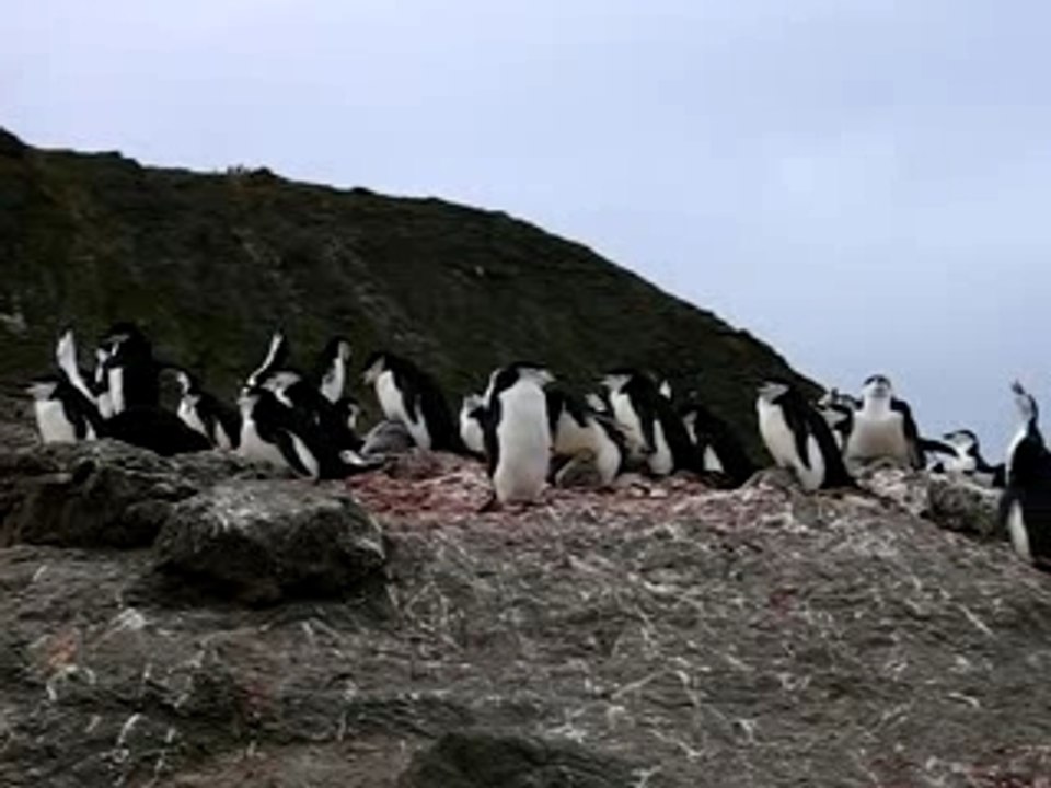 Plus fort qu'Happy feet