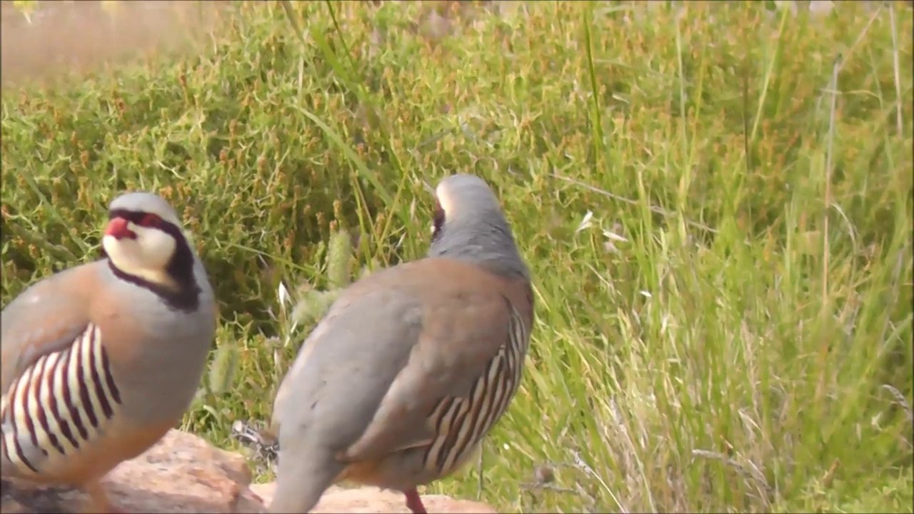 iki keklik bir kayada otüyor