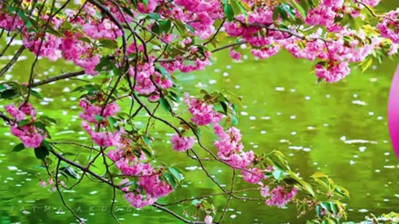 ARİF SAĞ-BEKLERİM YOLUNU GEL EFENDİM GEL