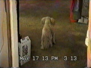 Pet Poodle Buddy May17 2013 extra