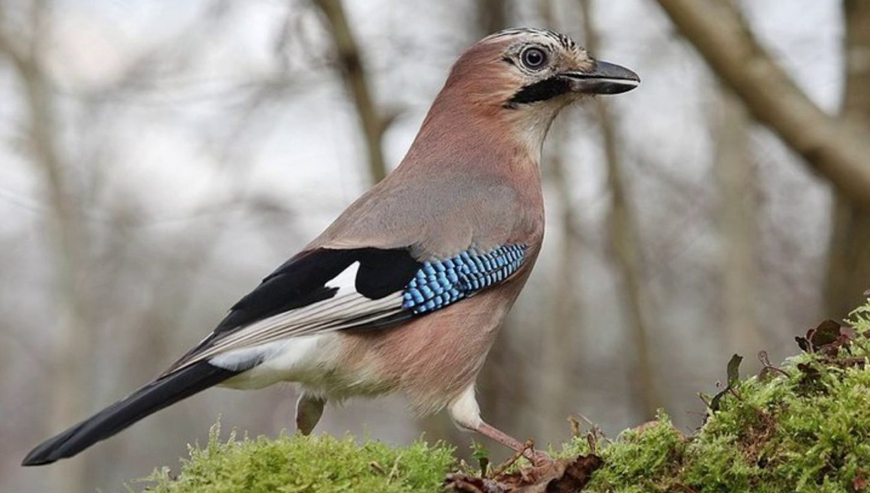 Passeraux du jardin-