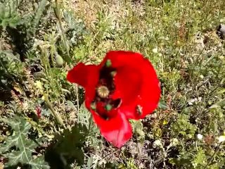 YILDIZ KÖYÜ-susurluk-Nisan 2014-