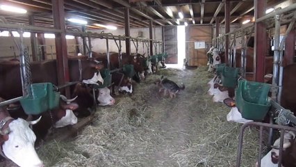 Les vaches au spectacle