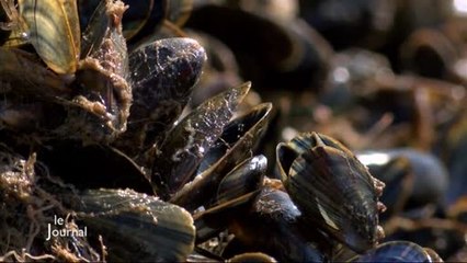 Mytiliculture : Surmortalité en Baie de l’Aiguillon