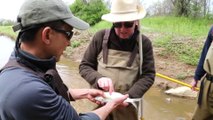 Fish shocking with John Kelly in the Anacostia