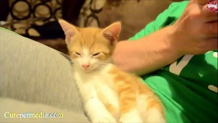 Funny Cats Compilation March 2014