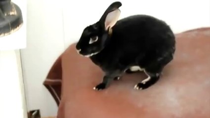 Funny Screaming Rabbit