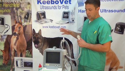 Veterinary Portable Ultrasound machine KX2600Vet