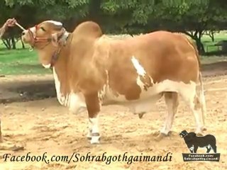 Shah Cattle Farm Desi Bachra