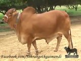Shah Cattle Farm Sahiwal Bull