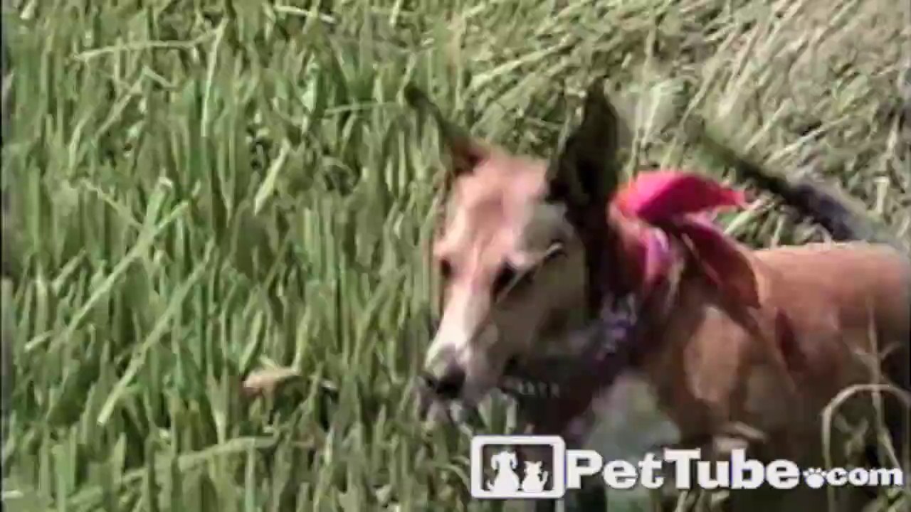 Dog Raised by Gazelles