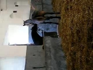 test of mare with a stallion