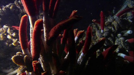 كوكب الارض الحلقه الحاديه عشر عمق المحيط BBC