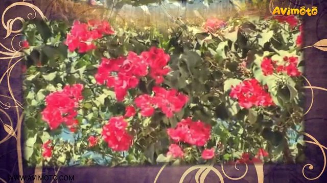 Красный каркаде