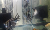 Half Black Silver Veil Tail Angel fish