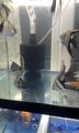 Half Black Silver Veil Tail Angel fish