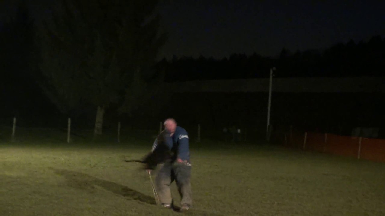 Dobermann 100% travail : Elevage DER BISS VON EINHERJER  http://www.facebook.com/MagmarVonDerBurgstatte