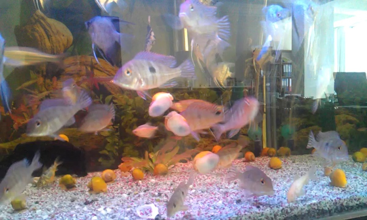 Geophagus  Red head Tapajos