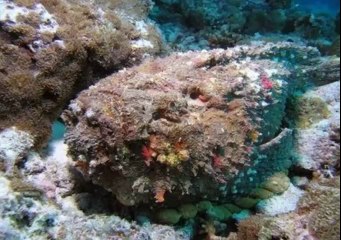 CUÁL ES EL PEZ MÁS VENENOSO