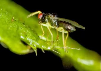 CUÁL ES EL ANIMAL MÁS PEQUEÑO DEL MUNDO